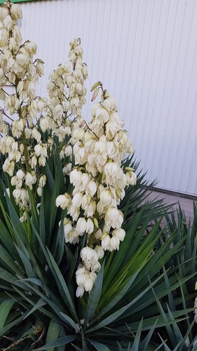 Yucca gloriosa dague - gloriosa, /