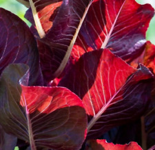 500 + Super Red Romaine Lettuce Seeds, ( Lactuca sativa ) Salad NON-GMO -