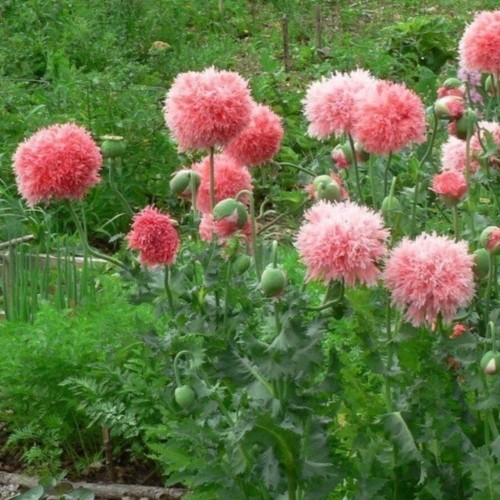 Pavot double fleur pivoine - fleur, de