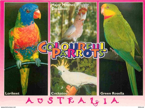 Postcard animals birds - -,