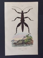 Antique engraving 1838 natural history of GUERIN board 483 phase