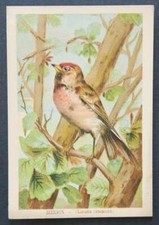 Chromo image SIZERIN linaria canescens  FANTY LESCURE oiseau bird 1