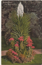 Yucca Plant In Blossom-Ca-California