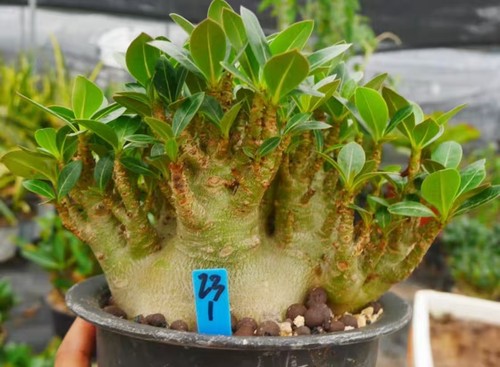 Rare cacti adenium obesum - cacti,