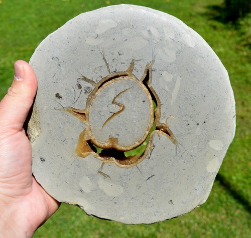 Septaria calcite 2520 grams - calcite,