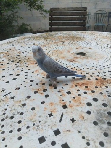 Royal copenhagen burd bing - copenhagen, &