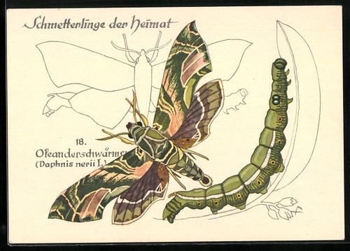 Carte postale papillon - , du