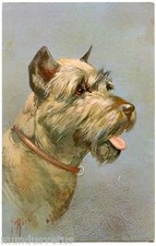 PORTRAIT CHIEN PINSCHER DOG