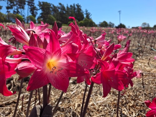 Amaryllis belladonna magenta - 1,