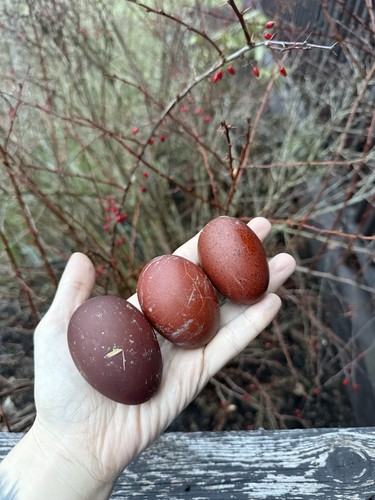 Black copper marans - black,