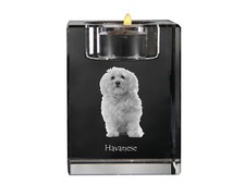 Bichon Havanais, Bichón
