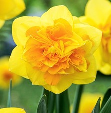 Bulbes de narcisses doubles bulbes fleurs Narcisse Double Sunrise 3 pcs