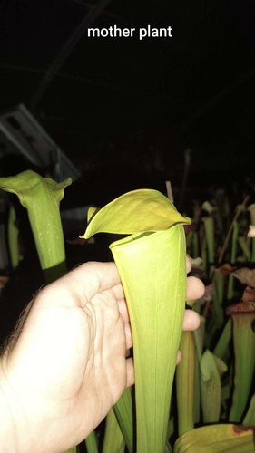 Sarracenia frogs porn - 'frogs,