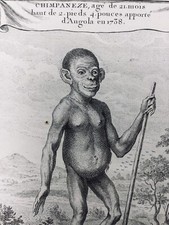 Chimpanzé en 1738 Singe