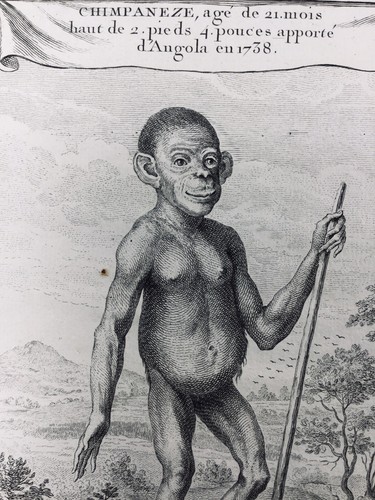 Chimpanzé 1738 singe - en,