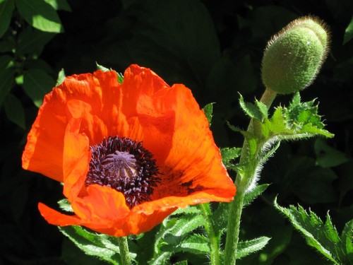 Graines pavot fleurs - graines, de