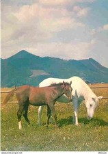 Animaux - Chevaux - Pouliche