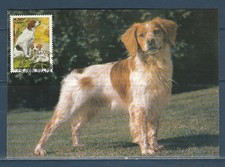 carte  1er jour   nature   chien  l'épagneul  Breton    69 Brignais    1999
