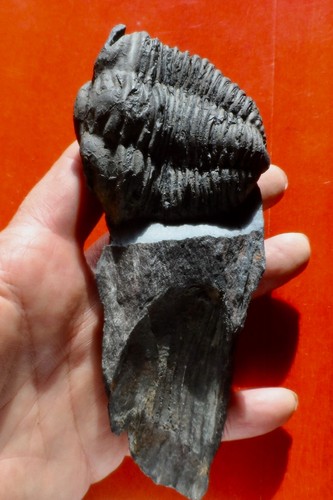 Trilobite ordovicien massif - trilobite, du