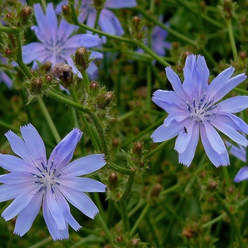Chicorée commune cichorium - chicorée,