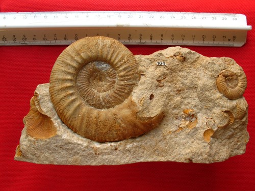 Ammonite callovien - ammonite,