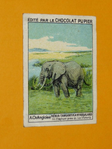 Chromo chocolat pupier - pupier, afrique