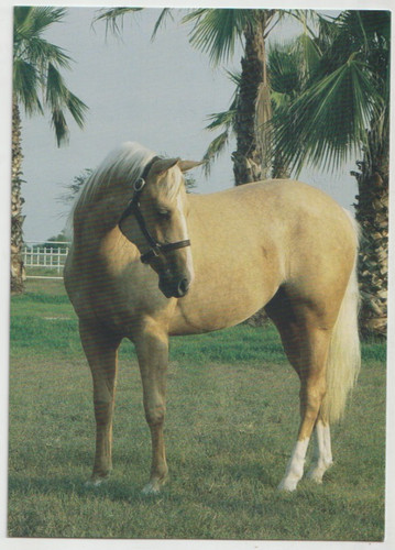 Miss dynashine palomino - miss,