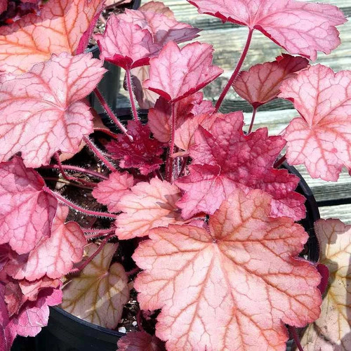 Heuchera georgia peach - peach',