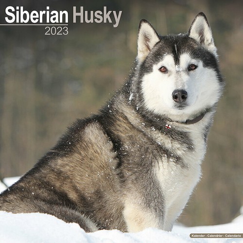 Calendrier 2023 siberian - calendrier,