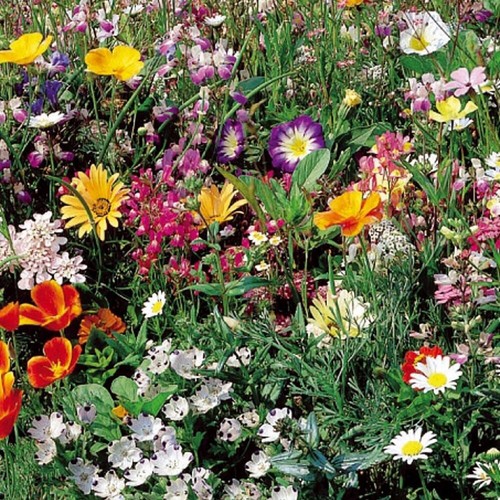 Melange fleurs gazon - de,