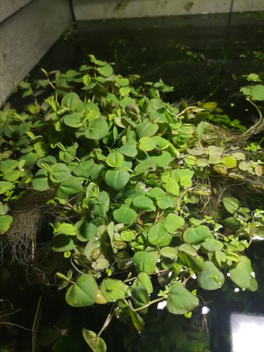 Phyllantus fluitans plante - phyllantus,