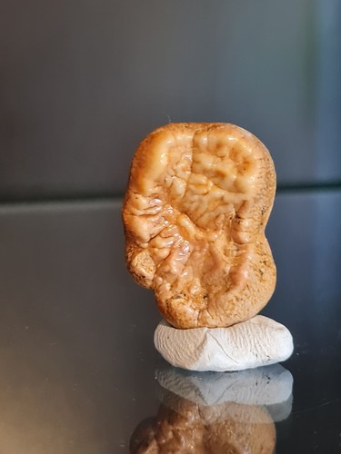 Dent ursus spelaeus - dent, d'ursus