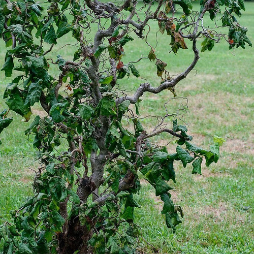 Corylus avellana contorta - avellana,