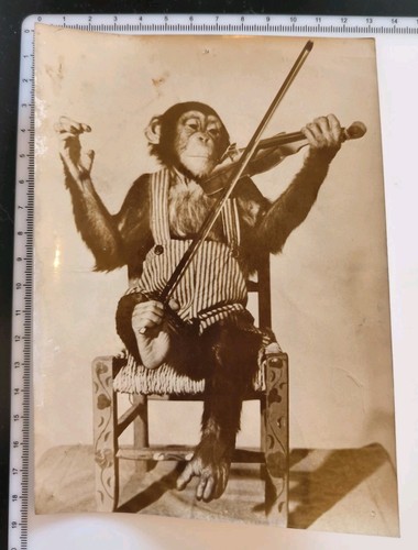 Photo presse chimpanzé - photo,