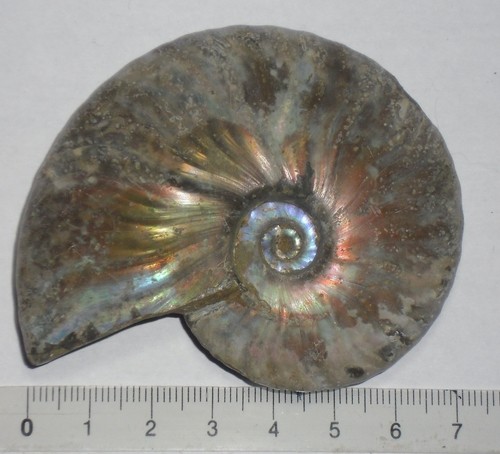 Ammolite irisée 85grs - ammolite,