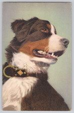 Bernese Mountain Dog Postcard Swiss Berner Sennenhund Bouvier Bernois No 159