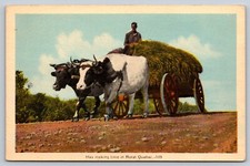Rural Quebec Hay Making Time Ox Cart Agriculture Postcard QC