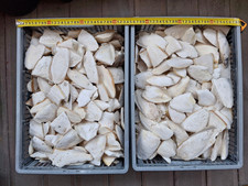 os de seiches  2 kg.  cassés