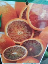 Oranger sanguin. Arbre de 2