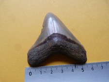 Dent fossile de mégalodon