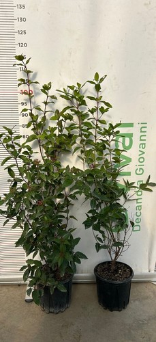 Plantes viburno tinus - de,