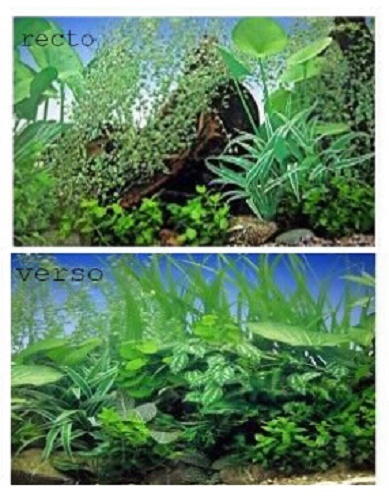 Poster fond aquarium - fond, decors
