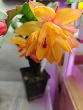 Schlumbergera"Bruxas