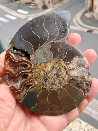 Fossile ammonite poli