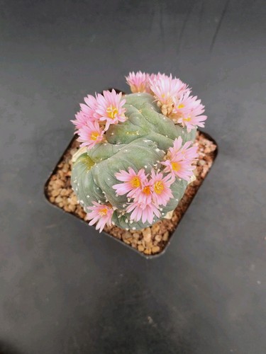 Ariocarpus frici f - frici, i.