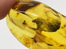 Pièce d'inclusion d'insecte