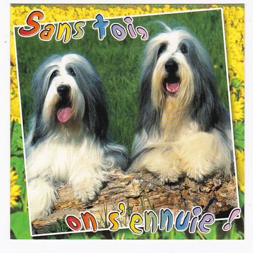 Chien chiot chiens carte - chiot,