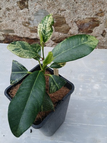 Ficus rubiginosa variegata - rubiginosa, "variegata"