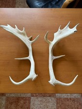 Véritable Bois de cerf 51cm
