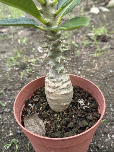 Pachypodium baronii windsorii - pachypodium,